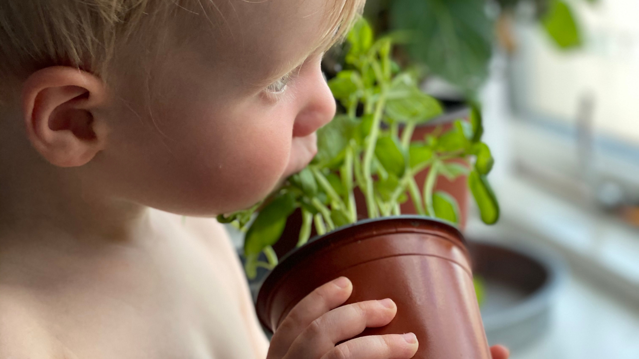 🌿 Planteevent i SanseLab x Kreabarn 🌿